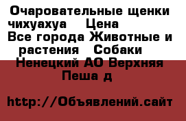 Очаровательные щенки чихуахуа  › Цена ­ 25 000 - Все города Животные и растения » Собаки   . Ненецкий АО,Верхняя Пеша д.
